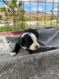Cuccioli Border Collie