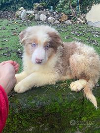 Cuccioli di pastore australiano
