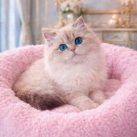 Cucciola di British Longhair