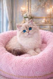 Cucciola di British Longhair