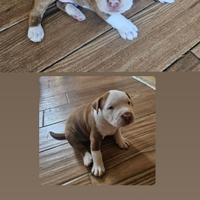 Cuccioli di pitbull red nose occhi chiari