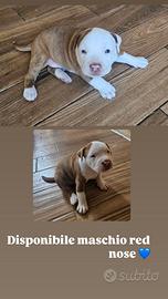 Cuccioli di pitbull red nose occhi chiari