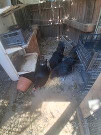 galline olive egger 