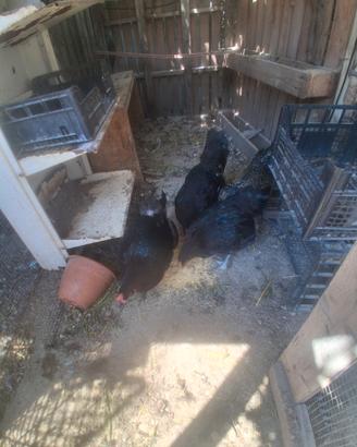 galline olive egger 