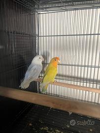 Coppie inseparabili
