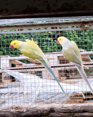 Parrocchetti dal collare