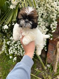 Cuccioli di Shitzu