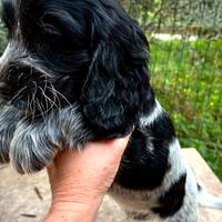 Cucciolo cocker inglese