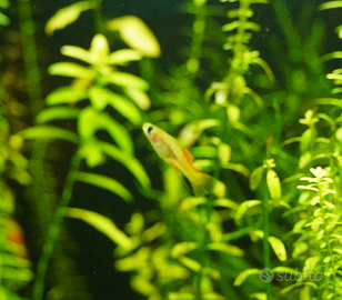 Pesci portaspada (Xiphophorus helleri)