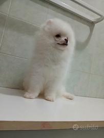 Spitz pomerania cucciolo