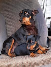 Copia di Pincher, Zwergpinscher