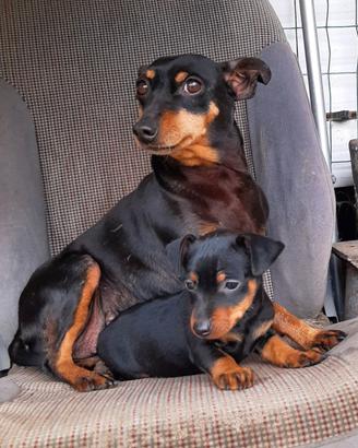 Copia di Pincher, Zwergpinscher