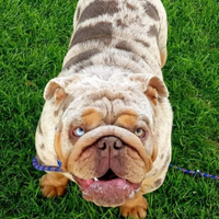 Bulldog inglese exotic