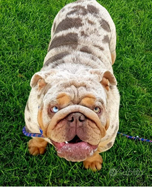 Bulldog inglese exotic