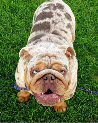 Bulldog inglese exotic