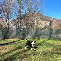 Cucciolo maschio border collie