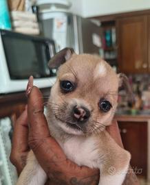 Chihuahua/pincher