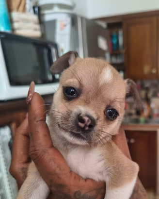 Chihuahua/pincher