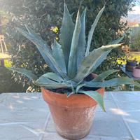 Pianta di agave in vaso terracotta