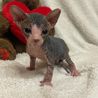 Sphynx