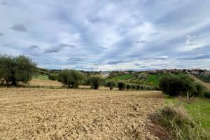 TER. AGRICOLO A MOSCIANO SANT'ANGELO