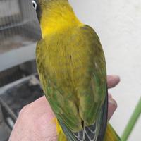 Inseparabili personatus