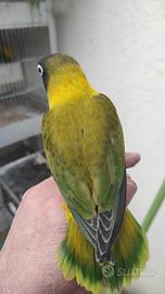 Inseparabili personatus