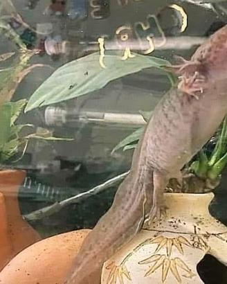 Axolotl