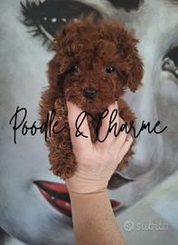 Barboncina super mini linea asiatica