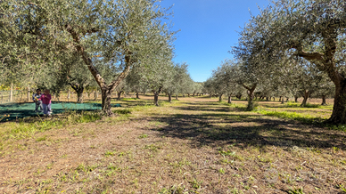 Terreno Agricolo Roseto d. Abruzzi con ULIVETO