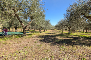 Terreno Agricolo Roseto d. Abruzzi con ULIVETO