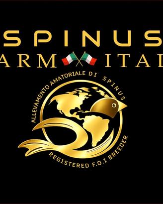 Canarini Razza Spagnola
