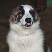 Cane simil pastore del caucaso