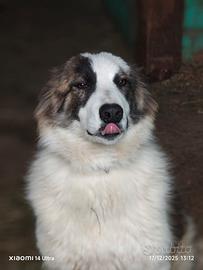 Cane simil pastore del caucaso