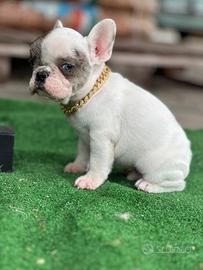 Bouledogue français