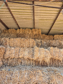 Ballette loietto cavallo