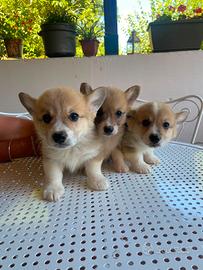 Ultimi Corgi