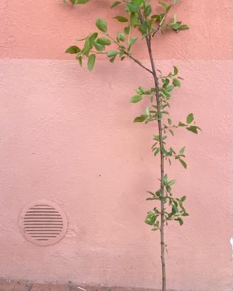 pianta di susine nane