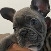 Bulldog francese blu