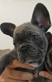 Bulldog francese blu