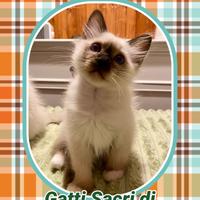 Piccoli di gatto sacro di Birmania