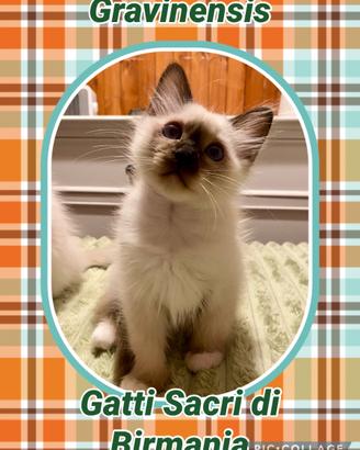 Piccoli di gatto sacro di Birmania