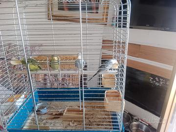 Pappagallo