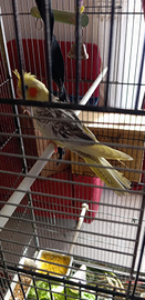 Calopsite sia allevati a mano che coppie disponibi