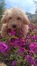 lumi-maltipoo