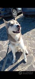 Husky maschio di 2 anni