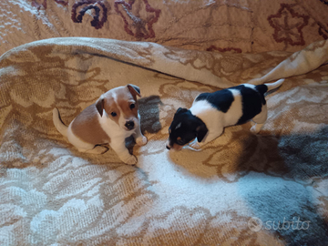 Cuccioli di Jack Russell