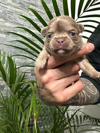 Chihuahua maschi pedigree pelo lungo lilac
