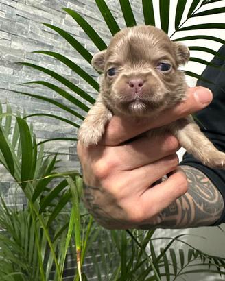 Chihuahua maschi pedigree pelo lungo lilac