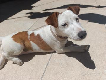 Jack Russell